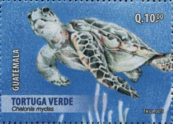 Green Sea Turtle (Chelonia mydas)