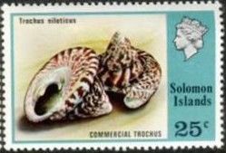 Commercial Trochus (Trochus niloticus)