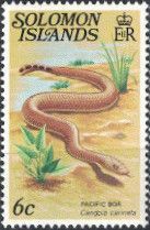 Pacific Ground Boa (Candoia carinata)