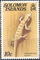Mourning Gecko (Lepidodactylus lugubris)