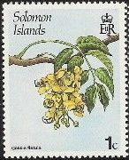 Cassia fistula