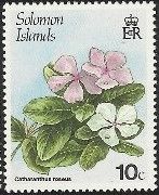 Catharanthus roseus