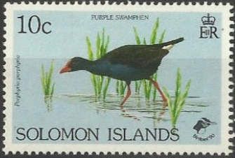 Purple Swamphen (Porphyrio porphyrio)