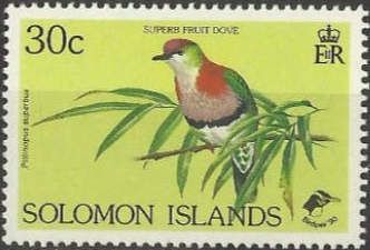 Superb Fruit Dove (Ptilinopus superbus)