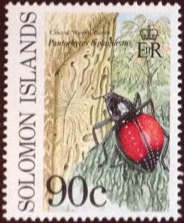 Cocoa Weevil Borer (Pantorhytes biplagiastus)