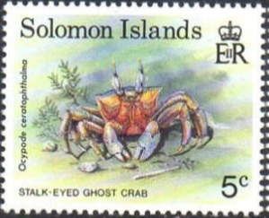 Stalk-eyed Ghost Crab (Ocypode ceratophthalma)