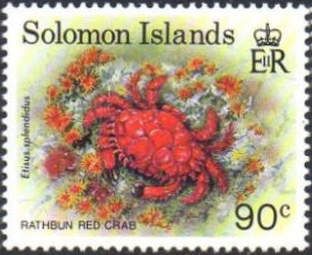 Splendid Round Crab (Etisus splendidus)