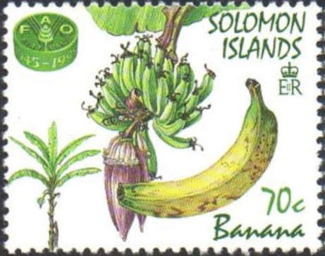 Banana (Muca sp.)