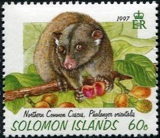 Common Phalanger (Phalanger orientalis)