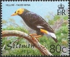 Yellow-faced Myna (Mino dumonti)