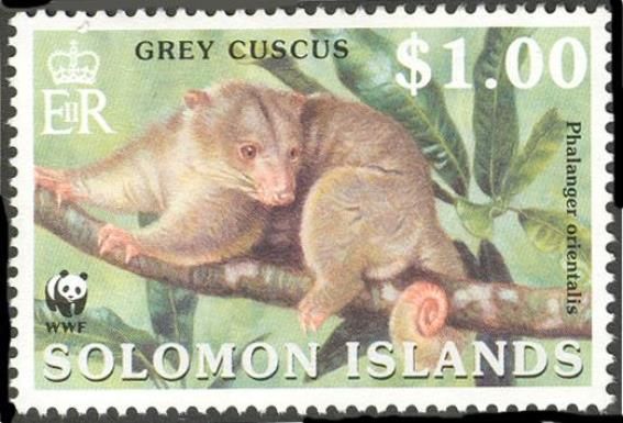 Grey Cuscus (Phalanger orientalis)
