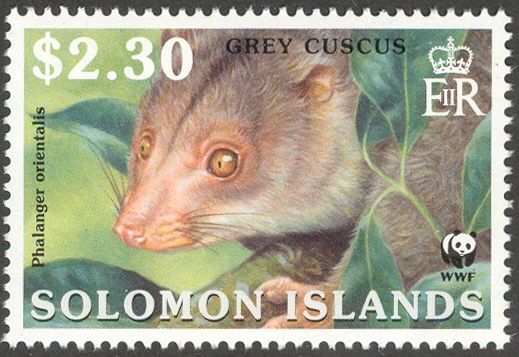 Grey Cuscus (Phalanger orientalis)