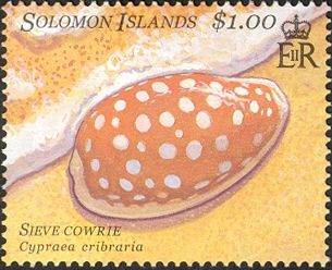 Sieve Cowrie (Cypraea cribraria)