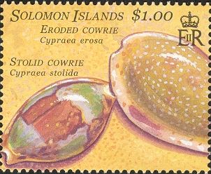 Stolid Cowrie (Cypraea stolida), Eroded Cowrie (Cypraea eros