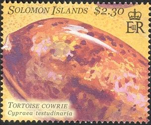 Tortoise Cowrie (Cypraea testudinaria)