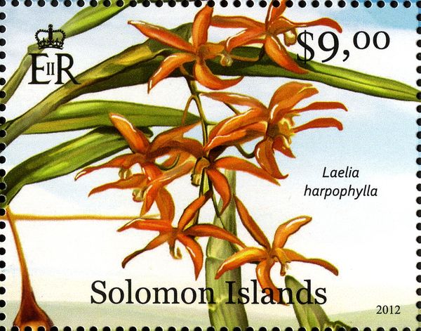 Laelia harpophylla