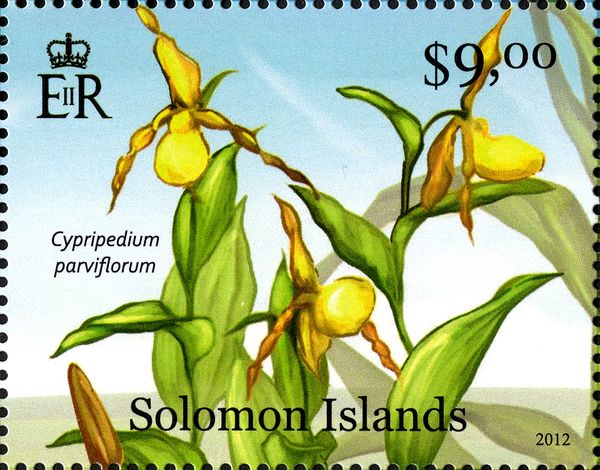 Cypripedium parviflorum