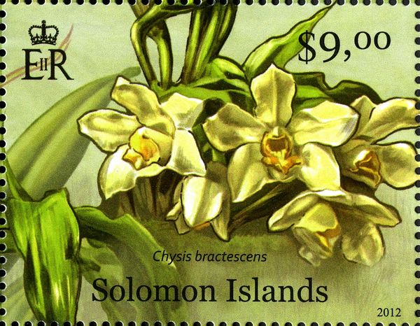 Chysis bractescens
