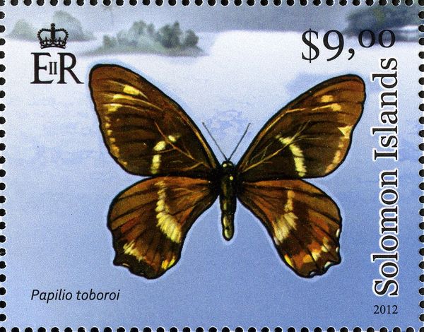 Swallowtail Butterfly (Papilio toboroi)