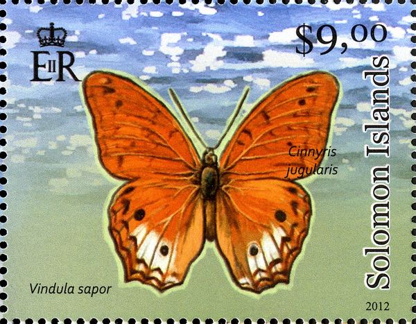 Cruiser Butterfly (Vindula sapor)