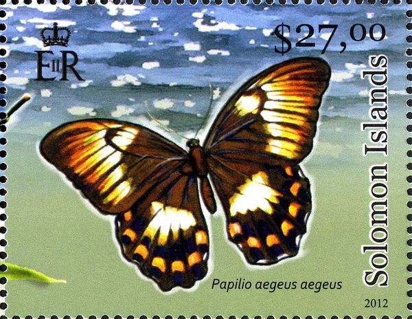 Orchard Swallowtail (Papilio aegeus)