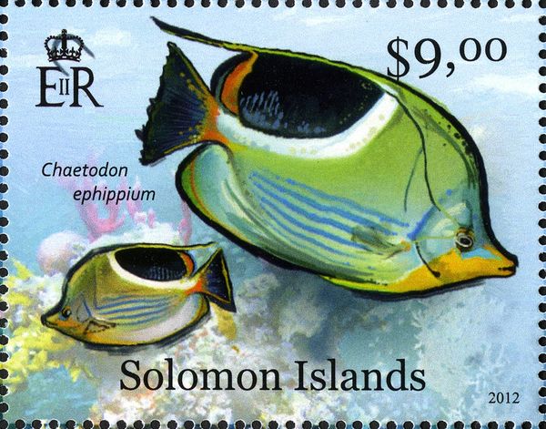 Saddle Butterflyfish (Chaetodon ephippium)