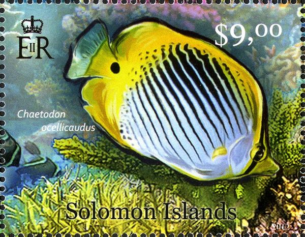Spot-tail Butterflyfish (Chaetodon ocellicaudus)