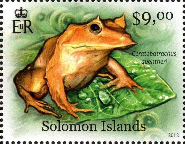 Gunther's Triangle Frog (Ceratobatrachus guentheri)