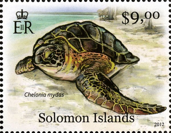Green Sea Turtle (Chelonia mydas)