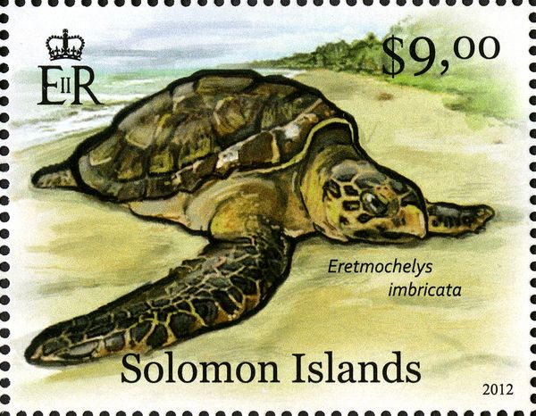Hawksbill Turtle (Eretmochelys imbricata)