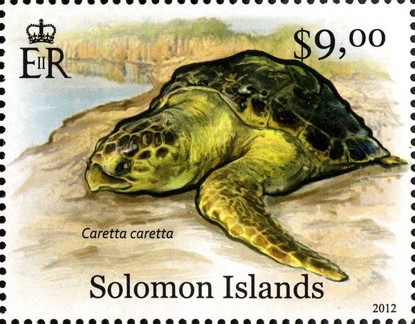Loggerhead (Caretta caretta)