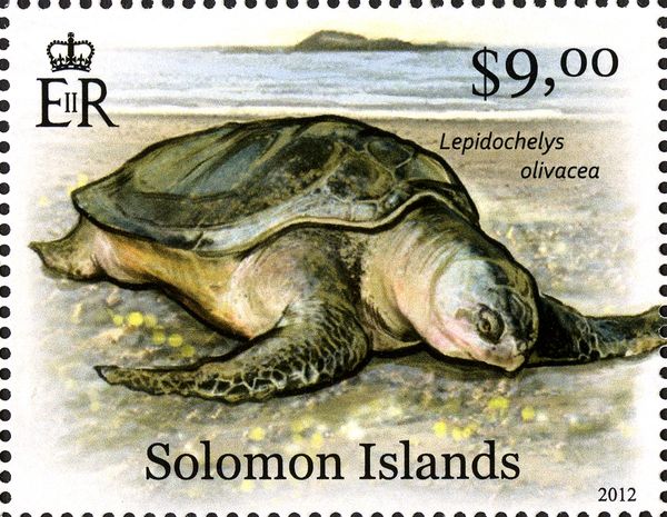 Olive Ridley Sea Turtle (Lepidochelys olivacae)