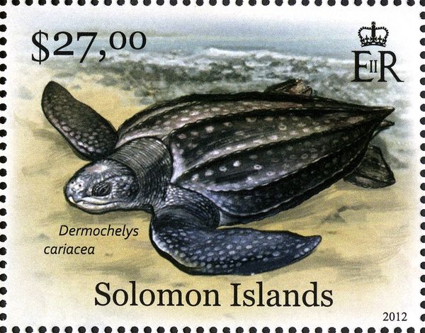 Leatherback Sea Turtle (Dermochelys coriacea)
