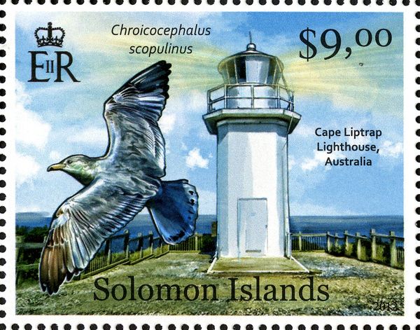 Cape Liptrap, Red-billed Gull (Chroicocephalus scopulinus)