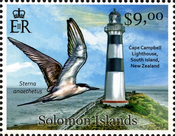 Cape Campbell, Bridled Tern (Sterna anaethetus)