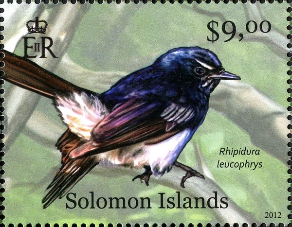 Willie Wagtaiil (Rhipidura leucophris)
