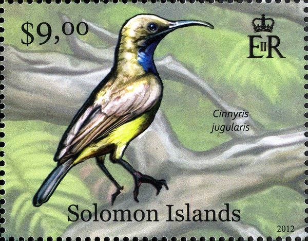 Olive-backed Sunbird (Cinnyris jugularis)