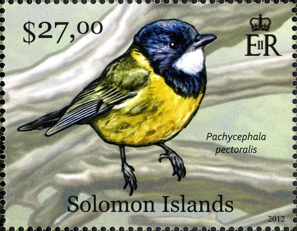 Golden Whistler (Pachycephala pectoralis)