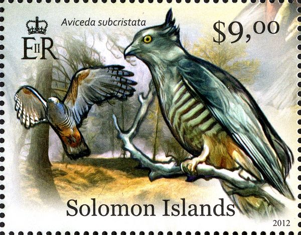 Pacific Baza (Aviceda subcristata)
