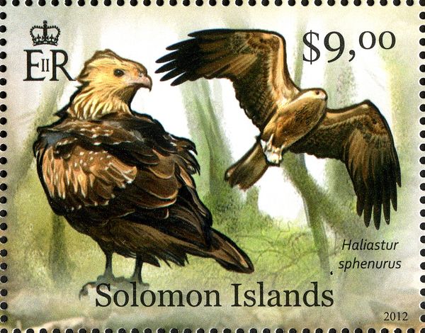 Whistling Kite (Haliastur sphenurus)