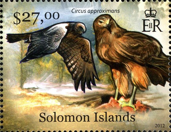 Swamp Harrier (Circus approximans)