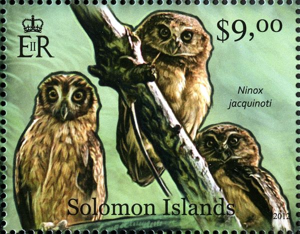 Solomons Boobook (Ninox jacquinoti)