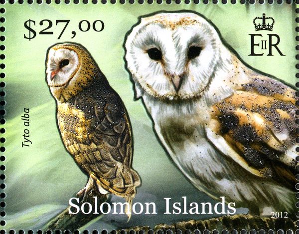 Barn Owl (Tyto alba)