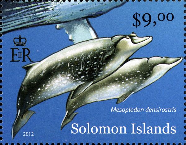 Blainville's Beaked Whale (Mesoplodon densirostris)