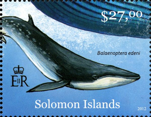 Bryde's Whale (Balaenoptera edeni)