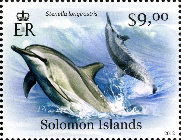 Spinner Dolphin (Stenella longirostris)