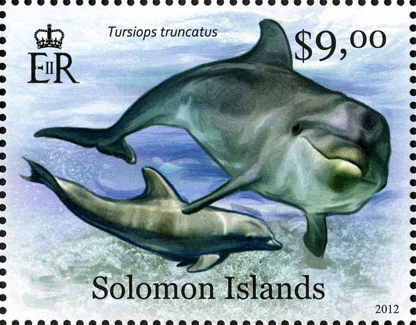 Common Bottlenose Dolphin (Tursiops truncatus)