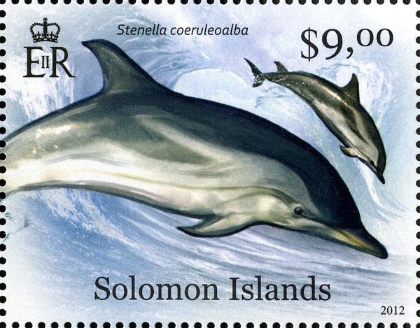 Striped Dolphin (Stenella coeruleoalba)