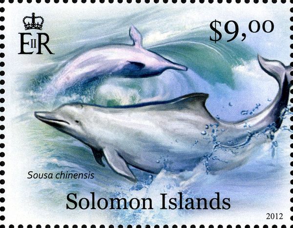 Indo-Pacific Humpback Dolphin (Sousa chinensis)