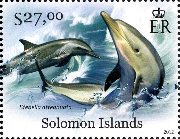 Pantropical Spotted Dolphin (Stenella attenuata)